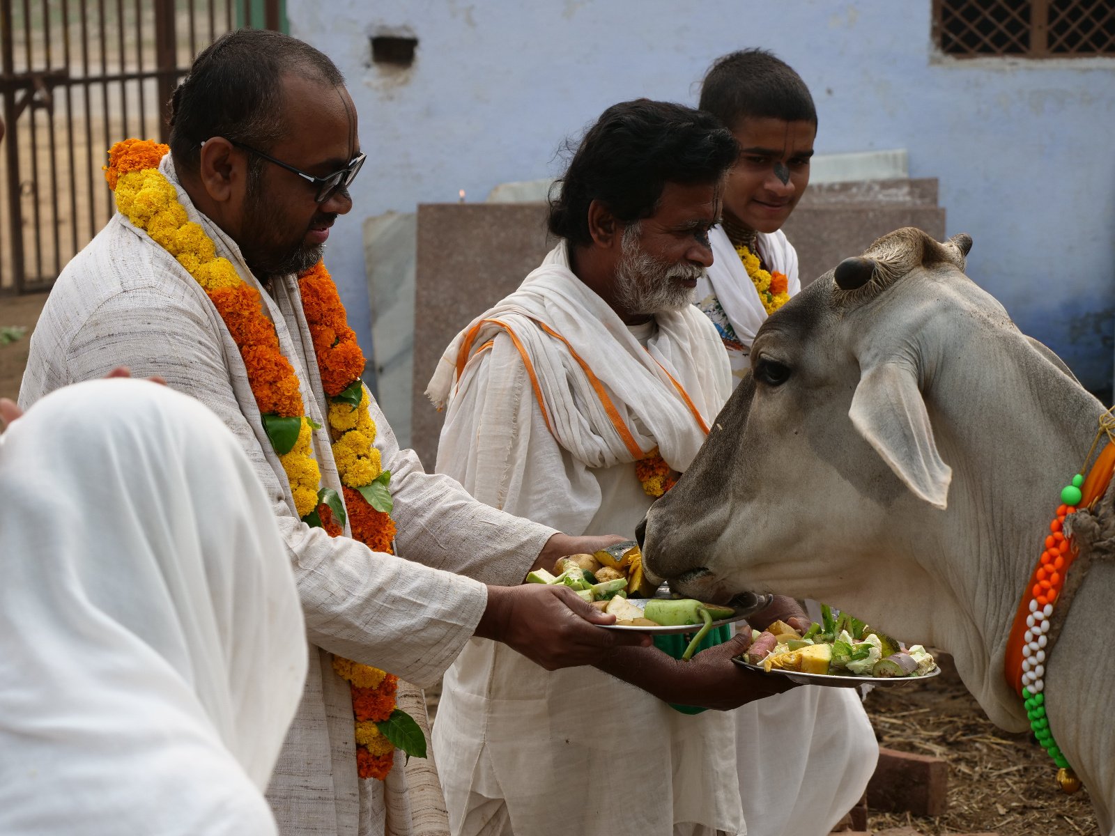  130 Gopashtami Radha kunda Govardhan 19.11.04